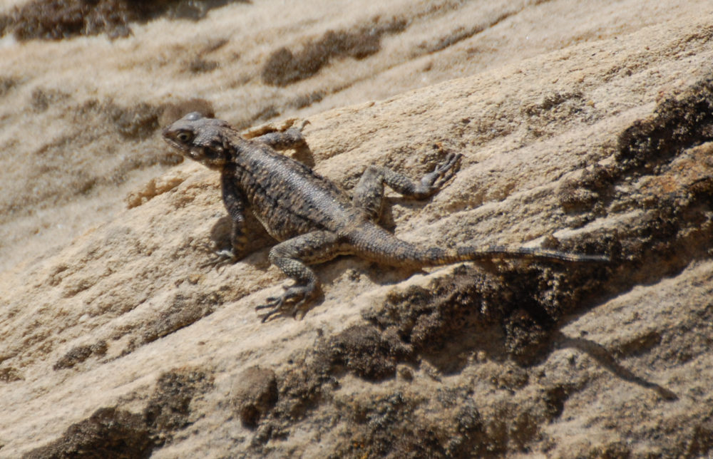 Agama - Tigrai